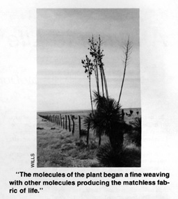 The molecules of the plant began a fine weaving with other molecules producing the matchless fabric of life.