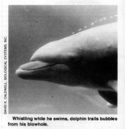 Whistling while he swims, dolphin trails bubbles from his blowhole