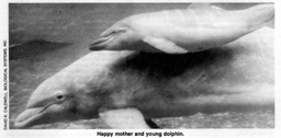Happy mother and young dolphin
