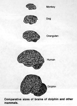 Comparative sizes of brains of dolphins and other mammals