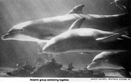 Dolphin group swimming together