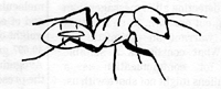 Graphic of an ant